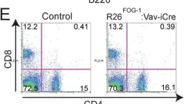 Fig.7.E showing Flow cytometry/Cell sorting from the publication: Hematopoietic overexpression of FOG1 does not affect B-cells but reduces the number of circulating eosinophils.