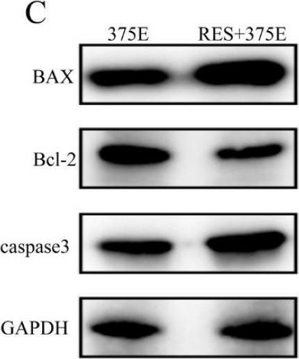 Fig.7.C showing Western Blotting from the publication: Sirtuin 5 inhibits mitochondrial metabolism in liver cancer cells and promotes apoptosis by mediating the desuccinylation of CS.