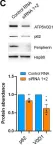 Fig.2.C showing Western Blotting from the publication: The Type III Intermediate Filament Protein Peripherin Regulates Lysosomal Degradation Activity and Autophagy.