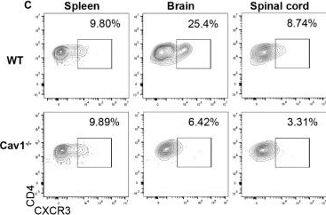 Fig.3.C showing Flow cytometry/Cell sorting in a Mus musculus (House mouse) sample from the publication: A Brain Endothelial Cell Caveolin-1/CXCL10 Axis Promotes T Cell Transcellular Migration Across the Blood-Brain Barrier.