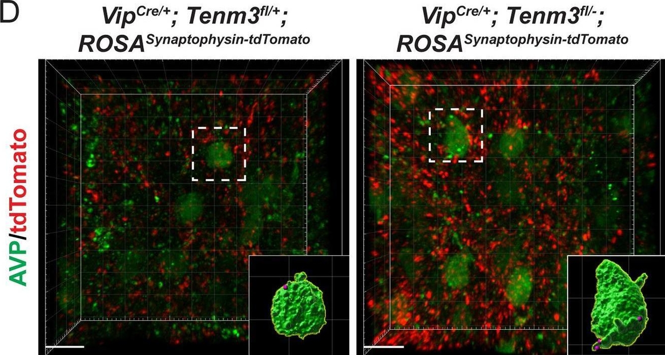 Fig.2.D from the publication: Teneurin-3 regulates the generation of non-image-forming visual circuitry and responsiveness to light in the suprachiasmatic nucleus.