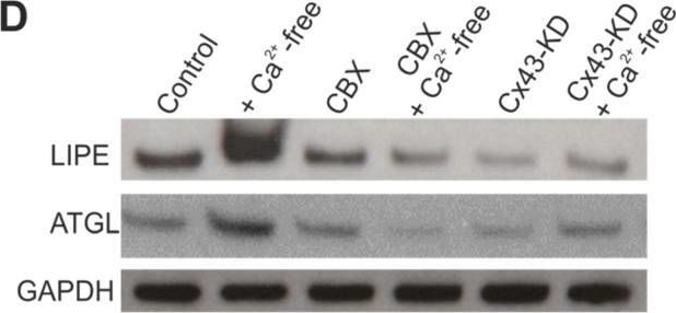 Fig.6.D showing Western Blotting from the publication: Activation of Cx43 Hemichannels Induces the Generation of Ca2+ Oscillations in White Adipocytes and Stimulates Lipolysis.