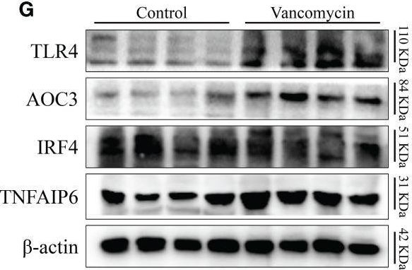 AOC3 antibodies - Antibody search engine - CiteAb