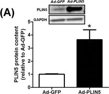 Perilipin 5 fine-tunes lipid oxidation to metabolic demand and protects against lipotoxicity in skeletal muscle.