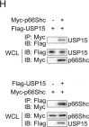 Fig.3.H showing Western Blotting from the publication: USP15 regulates p66Shc stability associated with Drp1 activation in liver ischemia/reperfusion.