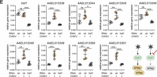 Fig.1.E from the publication: The Hsf1-sHsp cascade has pan-antiviral activity in mosquito cells.