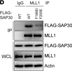 Fig.9.D showing Western Blotting in a Homo sapiens (Human) sample from the publication: SAP30 promotes breast tumor progression by bridging the transcriptional corepressor SIN3 complex and MLL1.