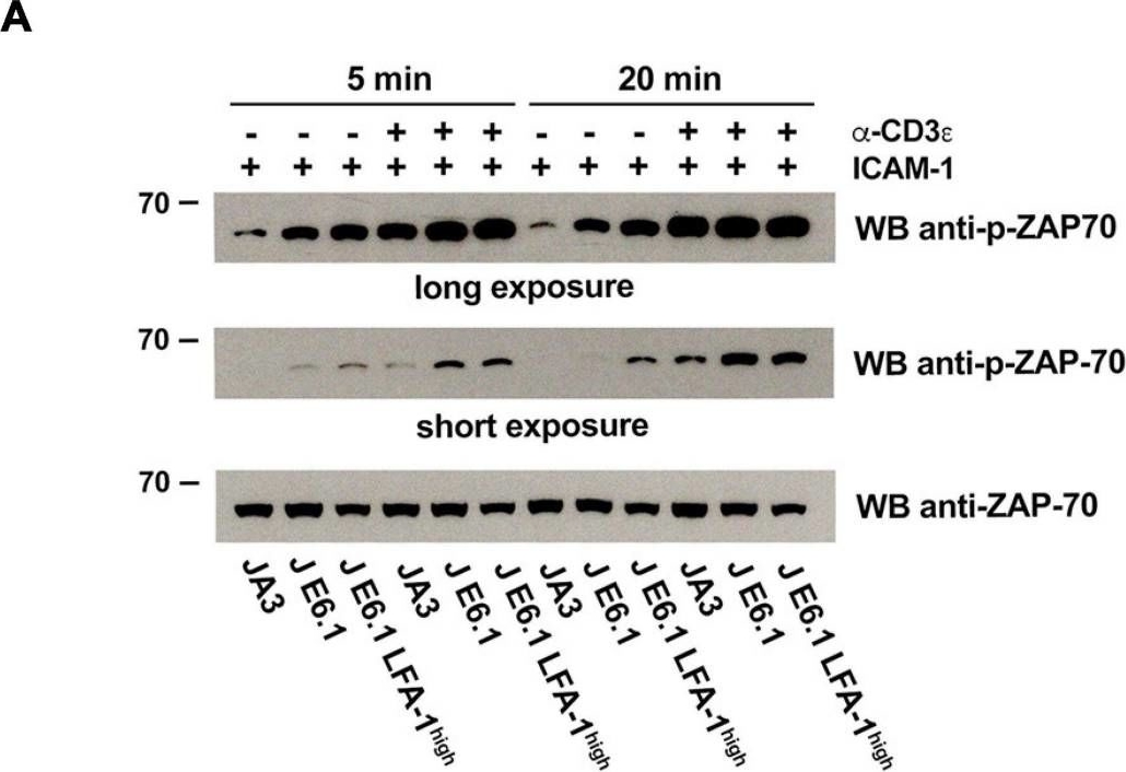 Fig.4.A showing Western Blotting in a Homo sapiens (Human) sample from the publication: Increasing LFA-1 Expression Enhances Immune Synapse Architecture and T Cell Receptor Signaling in Jurkat E6.1 Cells.