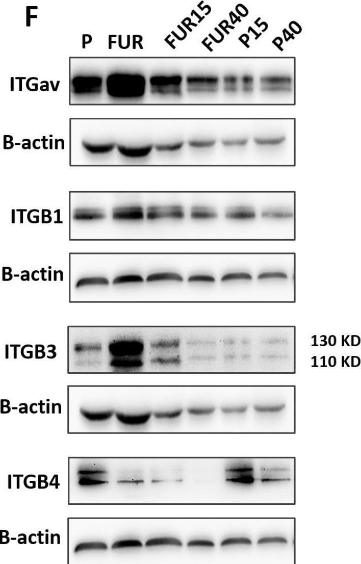 Fig.6.F showing Western Blotting in a Homo sapiens (Human) sample from the publication: Exosomes and their distinct integrins transfer the characteristics of oxaliplatin- and 5-FU-resistant behaviors in colorectal cancer cells.