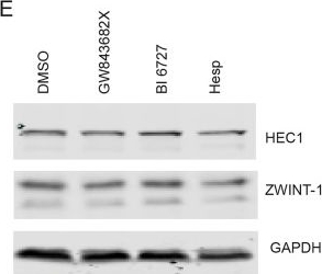 Fig.3.E showing Western Blotting in a Homo sapiens (Human) sample from the publication: Requirement for PLK1 kinase activity in the maintenance of a robust spindle assembly checkpoint.