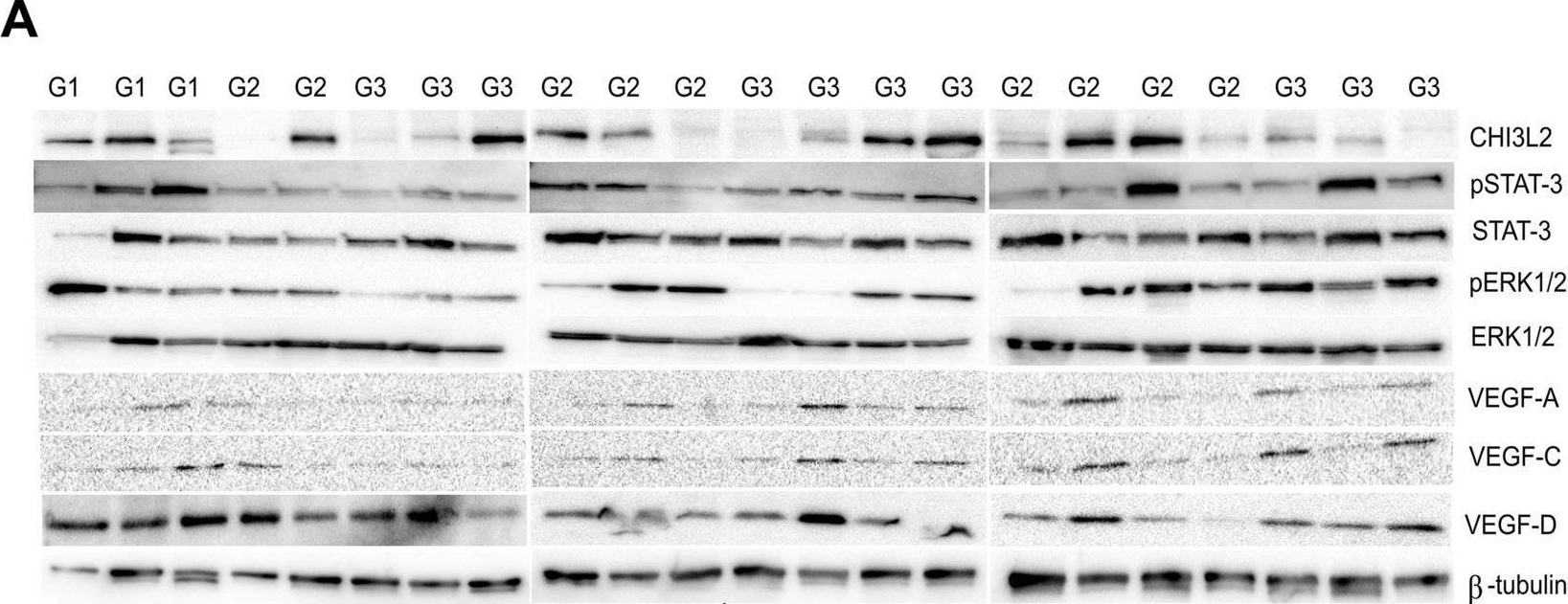 Fig.6.A showing Western Blotting from the publication: New insights into the role of the CHI3L2 protein in invasive ductal breast carcinoma.