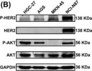 ビビ Phospho-Akt (Ser473) (D9E) XP® Rabbit mAb (#4060) Datasheet