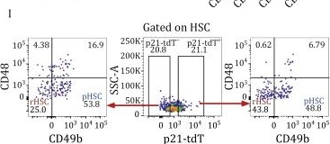 Fig.3.I showing Flow cytometry/Cell sorting in a Mus musculus (House mouse) sample from the publication: p21/Zbtb18 repress the expression of cKit to regulate the self-renewal of hematopoietic stem cells.