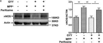 Fig.5.C showing Western Blotting in a Mus musculus (House mouse) sample from the publication: GYY4137, an H2S Slow-Releasing Donor, Prevents Nitrative Stress and α-Synuclein Nitration in an MPTP Mouse Model of Parkinson's Disease.