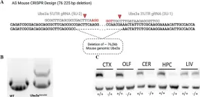 Fig.1.A showing Western Blotting in a Mus musculus (House mouse) sample from the publication: Generation and Characterization of a Novel Angelman Syndrome Mouse Model with a Full Deletion of the Ube3a Gene.