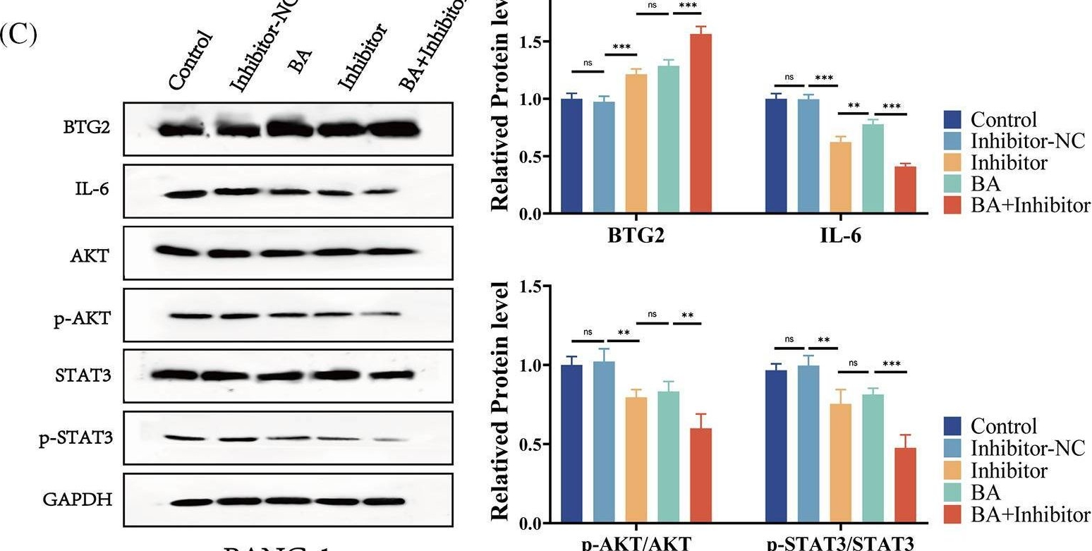Fig.4.C showing Western Blotting from the publication: Betulinic acid-mediating miRNA-365 inhibited the progression of pancreatic cancer.