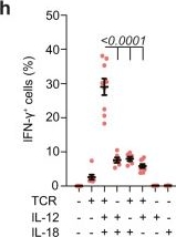 Fig.4.H from the publication: Interferon-γ couples CD8+ T cell avidity and differentiation during infection.