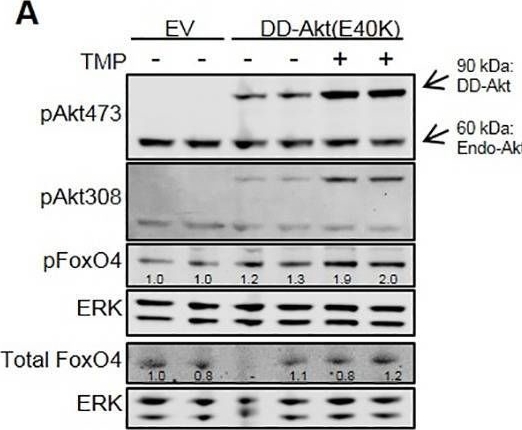 Fig.4.A showing Western Blotting from the publication: Context-dependent expression of a conditionally-inducible form of active Akt.