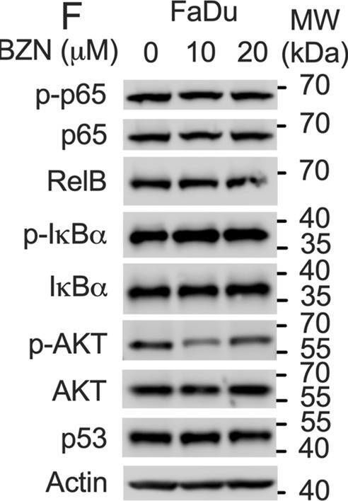 Fig.3.F showing Western Blotting in a Homo sapiens (Human) sample from the publication: Discovery of benzethonium chloride as a potent STAT3 inhibitor for the treatment of HNSCC.