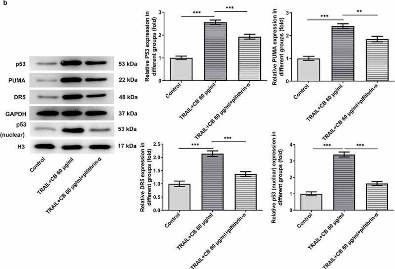 Fig.6.B showing Western Blotting in a Homo sapiens (Human) sample from the publication: Cisatracurium besilate enhances the TRAIL-induced apoptosis of gastric cancer cells via p53 signaling.