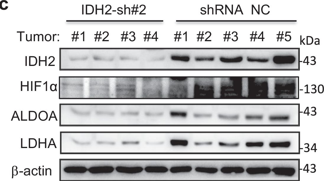 Fig.4.C showing Western Blotting from the publication: Wild-type IDH2 is a therapeutic target for triple-negative breast cancer.
