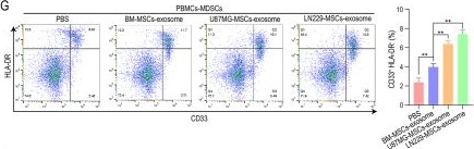 Fig.2.G showing Flow cytometry/Cell sorting in a Homo sapiens (Human) sample from the publication: Mesenchymal stem cells, as glioma exosomal immunosuppressive signal multipliers, enhance MDSCs immunosuppressive activity through the miR-21/SP1/DNMT1 positive feedback loop.