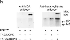 Fig.6.H showing Western Blotting from the publication: Lipid bodies containing oxidatively truncated lipids block antigen cross-presentation by dendritic cells in cancer.