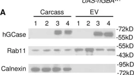 Fig.11.A showing Western Blotting from the publication: Glucocerebrosidase reduces the spread of protein aggregation in a Drosophila melanogaster model of neurodegeneration by regulating proteins trafficked by extracellular vesicles.
