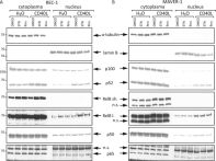 CD40 Ligand (D5J9Y) Rabbit mAb | Cell Signaling Technology