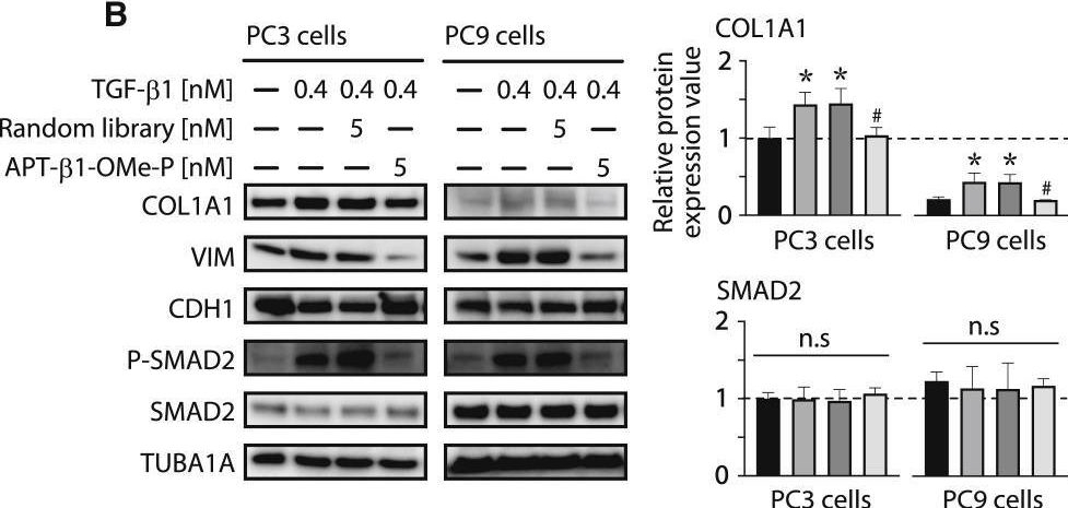 Fig.3.B showing Western Blotting from the publication: Anti-TGF-β1 aptamer enhances therapeutic effect of tyrosine kinase inhibitor, gefitinib, on non-small cell lung cancer in xenograft model.