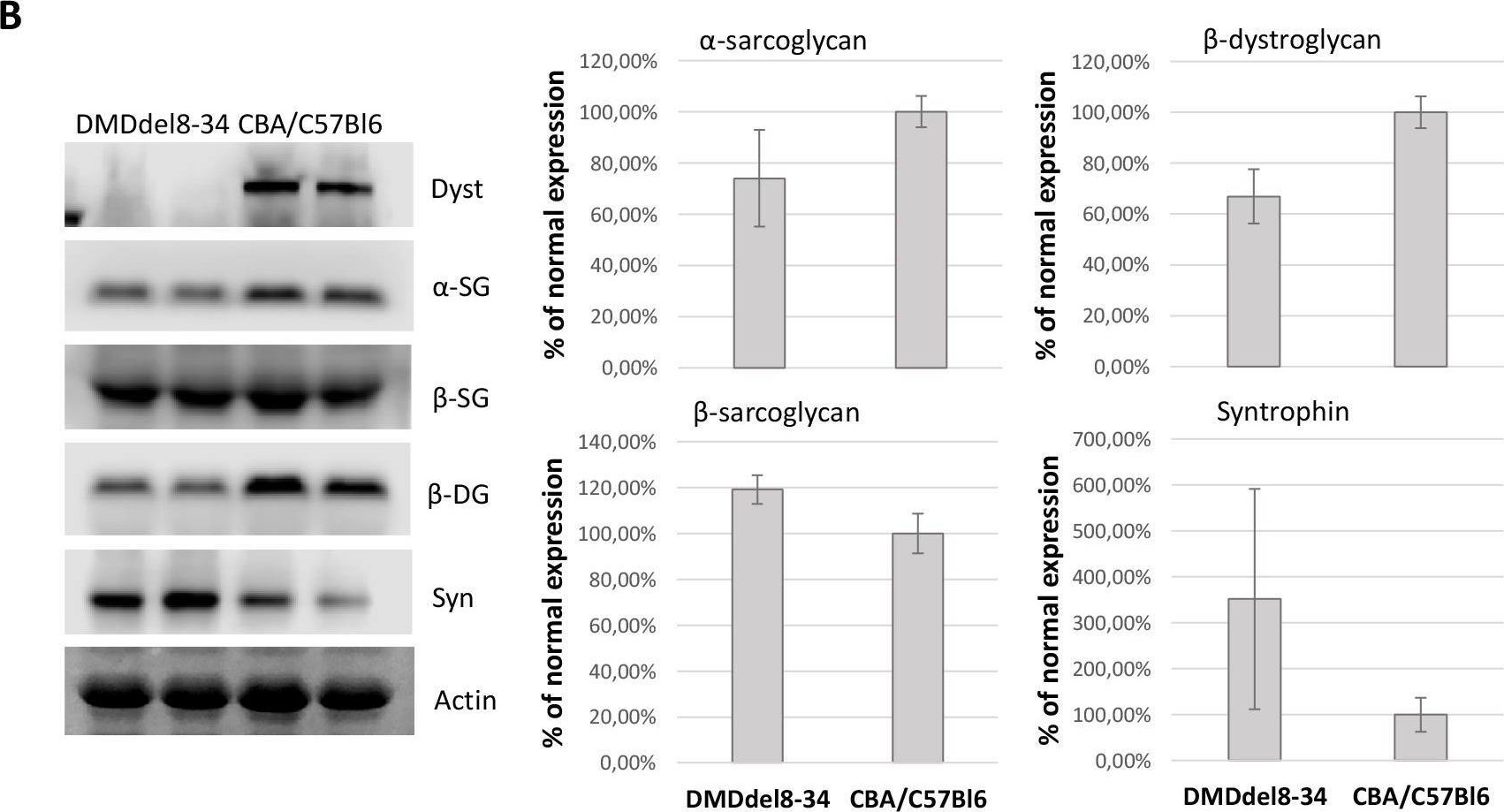 Fig.7.B showing Western Blotting from the publication: CRISPR/Cas9-generated mouse model of Duchenne muscular dystrophy recapitulating a newly identified large 430 kb deletion in the human DMD gene.