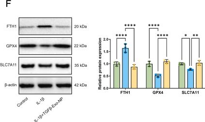 Fig.7.F showing Western Blotting from the publication: Epigenetic-metabolic coupling by SOX3/WDR5-SIRT5 signaling mediates the therapeutic effects of TGFβ-targeted exosomal nanoparticles in osteoarthritis.