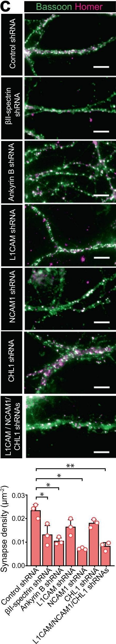 Fig.5.C showing Immunohistochemistry-immunofluorescence from the publication: Proteomic and functional analyses of the periodic membrane skeleton in neurons.