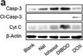 Fig.4.A showing Western Blotting in a Homo sapiens (Human) sample from the publication: Rewiring Pyroptosis to Potentiate Cancer Immunotherapy via a Gasdermin D Agonist Bypassing Caspase-3.