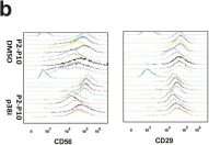 Fig.4.B showing Flow cytometry/Cell sorting in a Bos taurus (Bovine) sample from the publication: Maintaining bovine satellite cells stemness through p38 pathway.