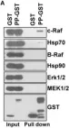 Fig.9.A showing Western Blotting in a Homo sapiens (Human) sample from the publication: Blimp1 activation by AP-1 in human lung cancer cells promotes a migratory phenotype and is inhibited by the lysyl oxidase propeptide.