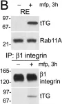 Fig.5.B showing Western Blotting in a Homo sapiens (Human) sample from the publication: Unconventional secretion of tissue transglutaminase involves phospholipid-dependent delivery into recycling endosomes.