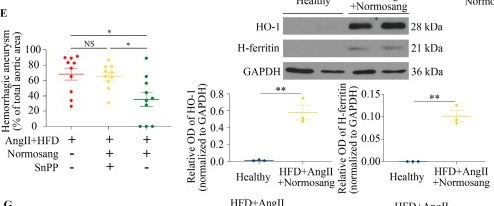 Fig.8.E showing Western Blotting in a Mus musculus (House mouse) sample from the publication: Heme as a Pro-Inflammatory Stimulus in Abdominal Aortic Aneurysm.
