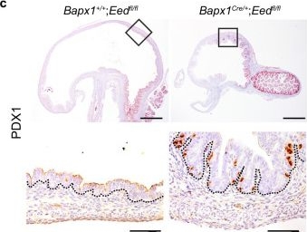 Fig.2.C showing Immunohistochemistry from the publication: Epigenetic control of cellular crosstalk defines gastrointestinal organ fate and function.
