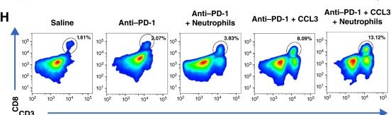 Fig.5.H showing Flow cytometry/Cell sorting in a Mus musculus (House mouse) sample from the publication: CCL3+ Neutrophil Signature Predicts Response to Neoadjuvant Toripalimab plus Chemotherapy in Patients with Hypopharyngeal Squamous Cell Carcinoma: A Phase II Trial.