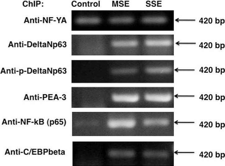 Fig.4.A showing Chromatin immunoprecipitation in a Homo sapiens (Human) sample from the publication: LKB1/PEA3/ΔNp63 pathway regulates PTGS-2 (COX-2) transcription in lung cancer cells upon cigarette smoke exposure.