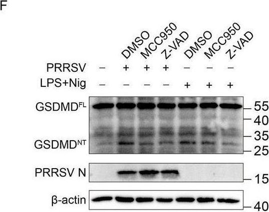 Fig.2.F from the publication: PRRSV NSP5 orchestrates dual immune disruption by targeting NLRP3 and STING.