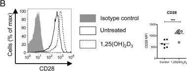 Fig.4.B showing Flow cytometry/Cell sorting from the publication: 1,25(OH)2D3 Promotes the Efficacy of CD28 Costimulation Blockade by Abatacept.