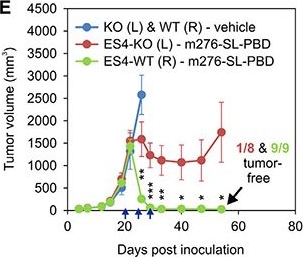 Fig.3.E from the publication: Engineering CD276/B7-H3-targeted antibody-drug conjugates with enhanced cancer-eradicating capability.