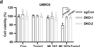 Fig.4.D from the publication: mTORC1 couples cyst(e)ine availability with GPX4 protein synthesis and ferroptosis regulation.