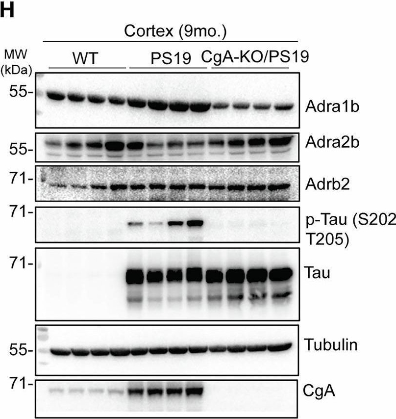 Fig.5.H showing Western Blotting in a Mus musculus (House mouse) sample from the publication: Chromogranin A deficiency attenuates tauopathy by altering epinephrine-alpha-adrenergic receptor signaling in PS19 mice.