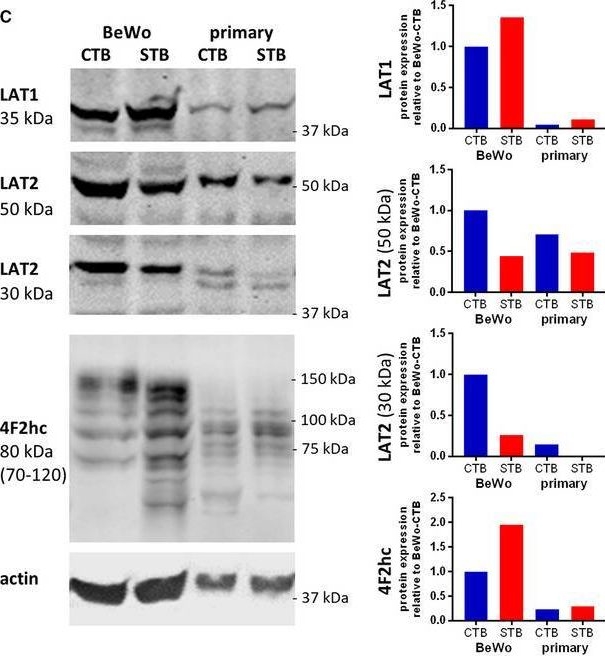 Fig.2.C showing Western Blotting in a Homo sapiens (Human) sample from the publication: Small molecule inhibitors provide insights into the relevance of LAT1 and LAT2 in materno-foetal amino acid transport.