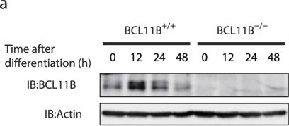 Identification of BCL11B as a regulator of adipogenesis.