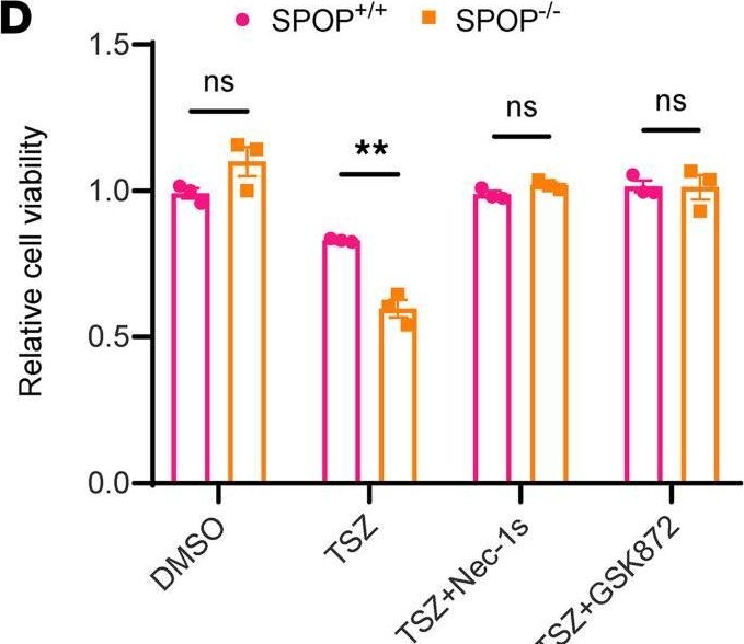 Fig.1.D from the publication: SPOP mediates apoptosis and protects against necroptosis by regulating ubiquitination of RIPK1 and RIPK3.