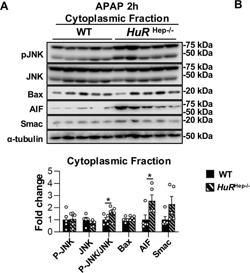 Fig.6.A showing Western Blotting in a Mus musculus (House mouse) sample from the publication: Dysregulation of xenobiotic metabolism and mitochondrial dysfunction exacerbate acetaminophen-induced hepatotoxicity in human antigen R-deficient male mice.